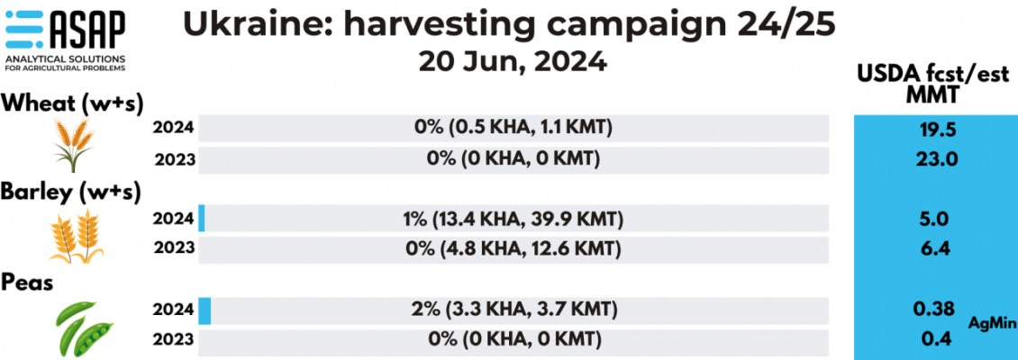Початкова врожайність ячменю в Україні наразі краща, ніж рік тому