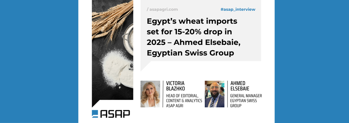 Імпорт пшениці Єгиптом у 2025 році скоротиться на 15–20% – Ахмед Елсебаї, Egyptian Swiss Group