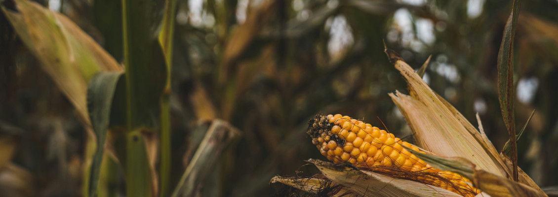 Внутрішні ціни на кукурудзу в Туреччині почали знижуватися – ASAP Agri