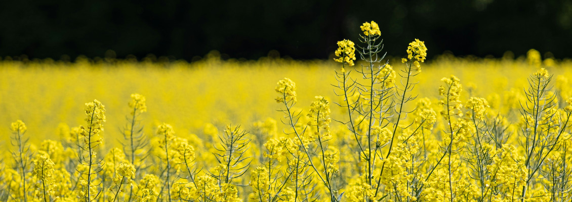 WASDE підвищив прогноз експорту каноли – ASAP Agri