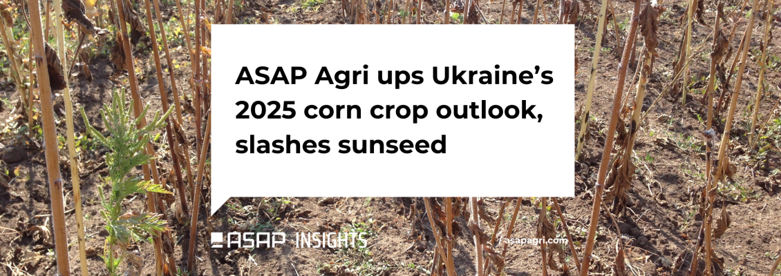 ASAP Agri підвищив прогноз врожаю кукурудзи, але знизив для соняшнику