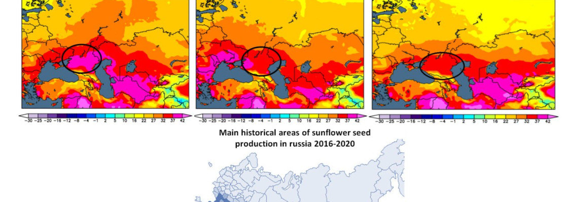 Сильна спека пошкодила соняшник на півдні росії – ASAP Agri