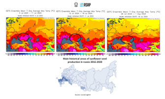 Сильна спека пошкодила соняшник на півдні росії – ASAP Agri