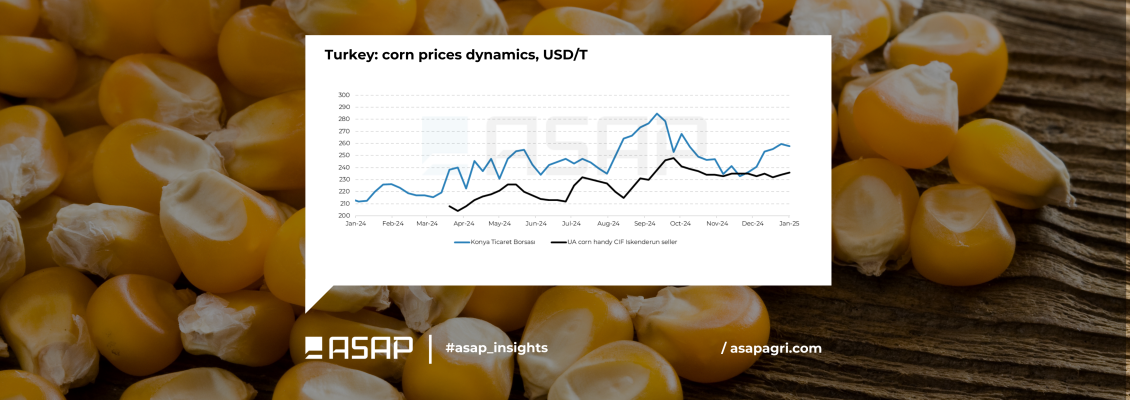 Туреччина може відкласти введення нової квоти на імпорт кукурудзи через значні запаси фуражної пшениці у TMO - ASAP Agri