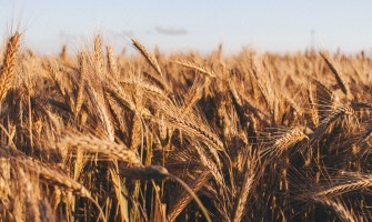 Western Turkey started wheat harvesting, first yield high